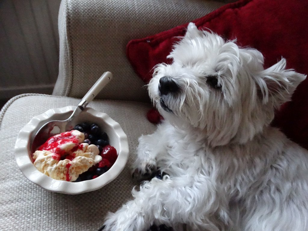 Home Made Healthy Ice Cream for Dogs Uber Appliance